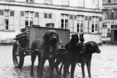 dog cart. Belgium. DEC 1944