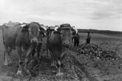 ox. ruins France. Oct 1944