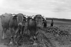 plowing in huge sugar beet field.