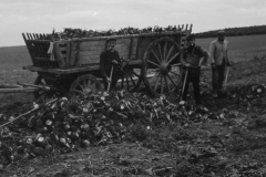 sugar beets.