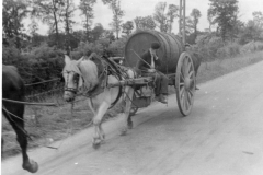 horse drown water wagon. France. 1944