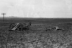 dead German horse by their wagon. Germany. March 1945